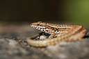 BUITEN BEELD Foto: 136284