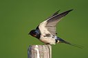 BUITEN BEELD Foto: 136293