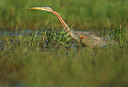 BUITEN BEELD Foto: 136294