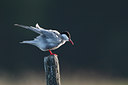 BUITEN BEELD Foto: 136328
