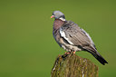 BUITEN BEELD Foto: 136350