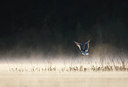 BUITEN BEELD Foto: 136352