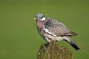 BUITEN BEELD Foto: 136369