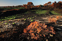 BUITEN BEELD Foto: 136379