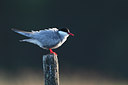 BUITEN BEELD Foto: 136407