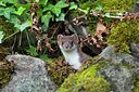 BUITEN BEELD Foto: 136539