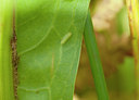 BUITEN BEELD Foto: 136660