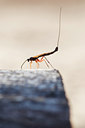 BUITEN BEELD Foto: 136764