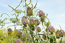 BUITEN BEELD Foto: 136787