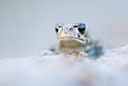 BUITEN BEELD Foto: 136867