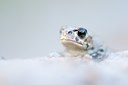 BUITEN BEELD Foto: 136868
