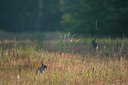 BUITEN BEELD Foto: 136875