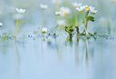 BUITEN BEELD Foto: 136897