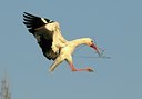 BUITEN BEELD Foto: 136973