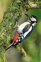 BUITEN BEELD Foto: 137012