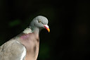 BUITEN BEELD Foto: 137013