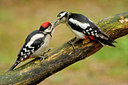 BUITEN BEELD Foto: 137029