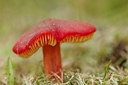 BUITEN BEELD Foto: 137038