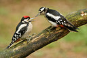BUITEN BEELD Foto: 137063