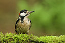 BUITEN BEELD Foto: 137073