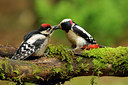 BUITEN BEELD Foto: 137080