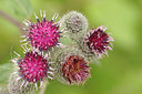 BUITEN BEELD Foto: 137165