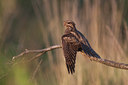 BUITEN BEELD Foto: 137185