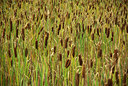 BUITEN BEELD Foto: 137371