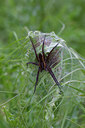 BUITEN BEELD Foto: 137391