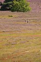 BUITEN BEELD Foto: 137461