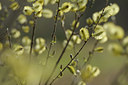 BUITEN BEELD Foto: 137495