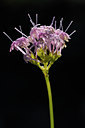 BUITEN BEELD Foto: 137555