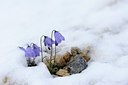 BUITEN BEELD Foto: 137605