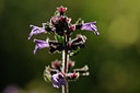 BUITEN BEELD Foto: 137628