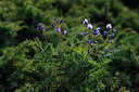 BUITEN BEELD Foto: 137677