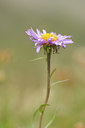 BUITEN BEELD Foto: 137777