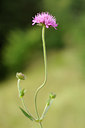 BUITEN BEELD Foto: 138041