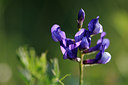 BUITEN BEELD Foto: 138140