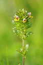 BUITEN BEELD Foto: 138176