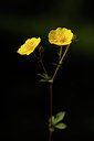BUITEN BEELD Foto: 138182