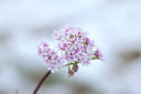 BUITEN BEELD Foto: 138197