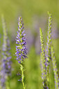 BUITEN BEELD Foto: 138219