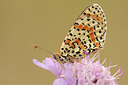 BUITEN BEELD Foto: 138329