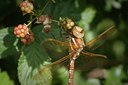BUITEN BEELD Foto: 138350