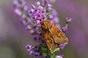 BUITEN BEELD Foto: 138385