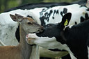 BUITEN BEELD Foto: 138403