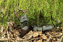 BUITEN BEELD Foto: 138411