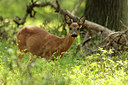 BUITEN BEELD Foto: 138445