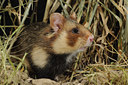 BUITEN BEELD Foto: 138692
