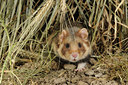 BUITEN BEELD Foto: 138694